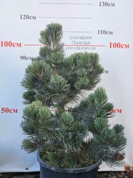Сосна білокора (Гельдрейха) Компакт Джем (Pinus leucodermis Compact Gem) Висота 100 см у горщику 35 літрів ФОТО Розсадник рослин Природа
