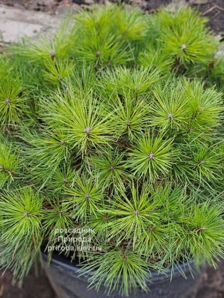 Сосна густоквіткова Лоу Глоу (Pinus densiflora Low Glow) ФОТО Розсадник рослин Природа (1)