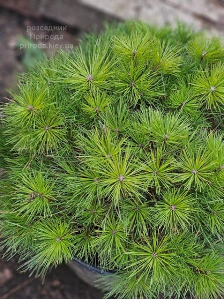 Сосна густоквіткова Лоу Глоу (Pinus densiflora Low Glow) ФОТО Розсадник рослин Природа (2)