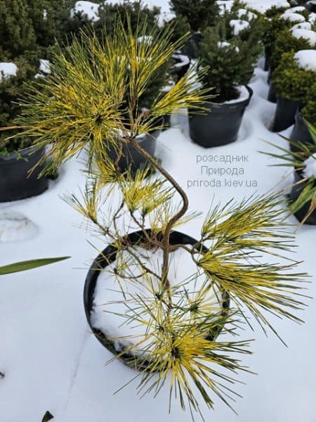 Сосна густоквіткова Окулус Драконіс (Pinus densiflora Oculus Draconis) ФОТО Розсадник рослин Природа (1)