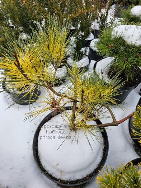 Сосна густоквіткова Окулус Драконіс (Pinus densiflora Oculus Draconis) ФОТО Розсадник рослин Природа (2)