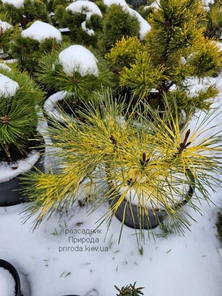 Сосна густоквіткова Окулус Драконіс (Pinus densiflora Oculus Draconis) ФОТО Розсадник рослин Природа (3)