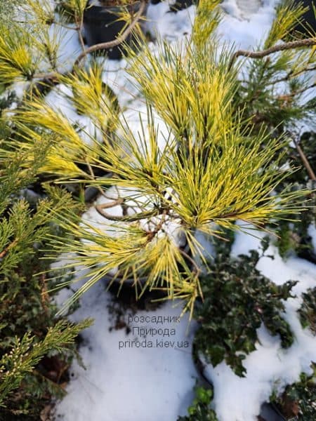 Сосна густоквіткова Окулус Драконіс (Pinus densiflora Oculus Draconis) ФОТО Розсадник рослин Природа (4)