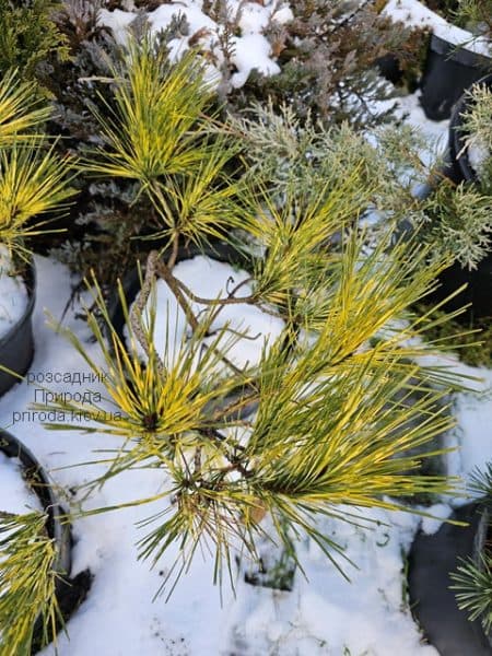 Сосна густоквіткова Окулус Драконіс (Pinus densiflora Oculus Draconis) ФОТО Розсадник рослин Природа (5)
