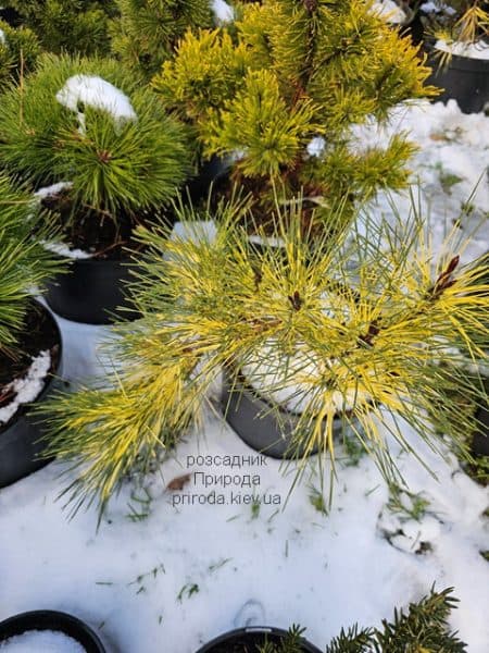 Сосна густоквіткова Окулус Драконіс (Pinus densiflora Oculus Draconis) ФОТО Розсадник рослин Природа (6)