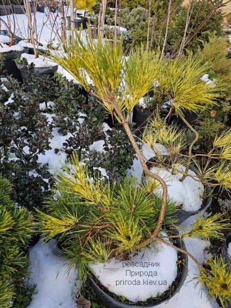 Сосна густоквіткова Окулус Драконіс (Pinus densiflora Oculus Draconis) ФОТО Розсадник рослин Природа (7)