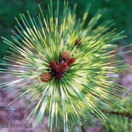 Сосна густоквіткова Окулус Драконіс (Pinus densiflora Oculus Draconis) ФОТО Розсадник рослин Природа (8)