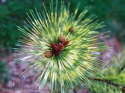 Сосна густоквіткова Окулус Драконіс (Pinus densiflora Oculus Draconis) ФОТО Розсадник рослин Природа (8)