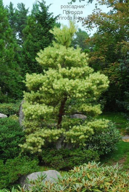 Сосна густоквіткова Окулус Драконіс (Pinus densiflora Oculus Draconis) ФОТО Розсадник рослин Природа (9)