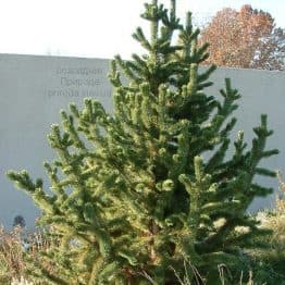 Сосна остиста (Pinus aristata) ФОТО (1)