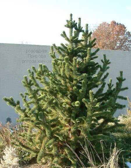 Сосна остиста (Pinus aristata) ФОТО