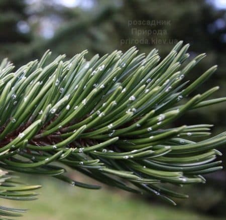 Сосна остиста (Pinus aristata) ФОТО (2)