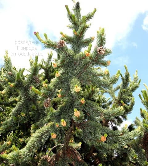 Сосна остиста (Pinus aristata) ФОТО (3)