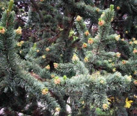 Сосна остиста (Pinus aristata) ФОТО (4)