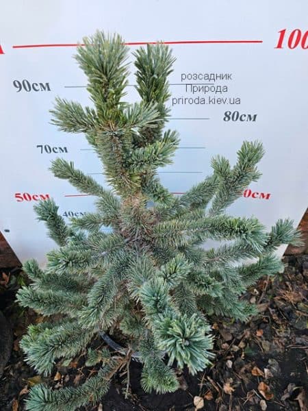 Сосна остиста (Pinus aristata) ФОТО Розсадник рослин Природа (6)