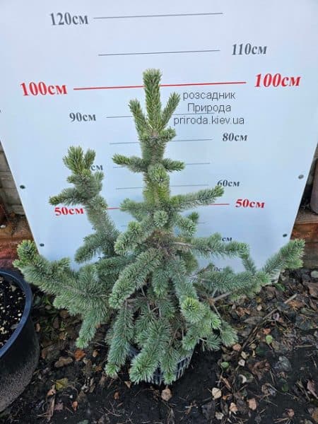 Сосна остиста (Pinus aristata) ФОТО Розсадник рослин Природа (7)