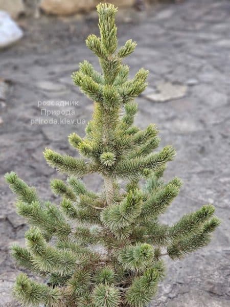 Сосна остиста (Pinus aristata) ФОТО Розсадник рослин Природа (8)