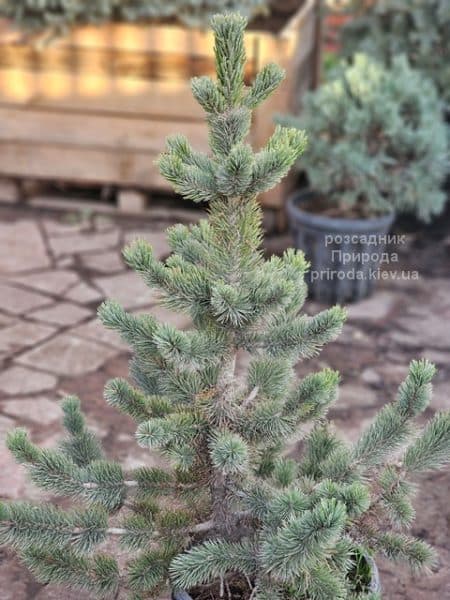 Сосна остиста (Pinus aristata) ФОТО Розсадник рослин Природа (9)