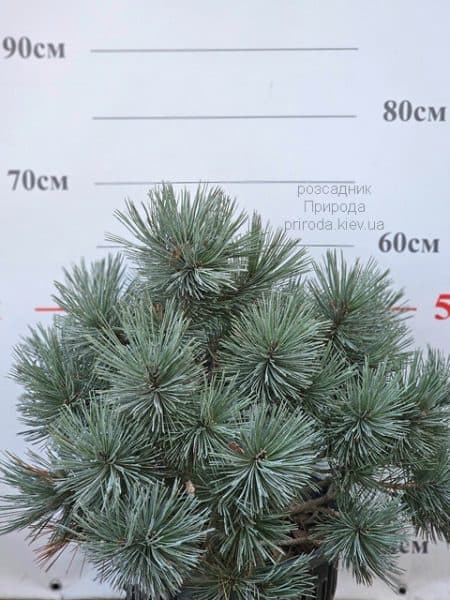 Сосна звичайна Ватерері (Pinus sylvestris Watereri) ФОТО Розсадник рослин Природа (1)