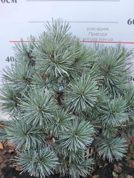 Сосна звичайна Ватерері (Pinus sylvestris Watereri) ФОТО Розсадник рослин Природа (2)
