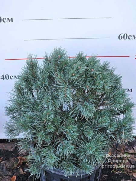 Сосна звичайна Ватерері (Pinus sylvestris Watereri) ФОТО Розсадник рослин Природа (3)