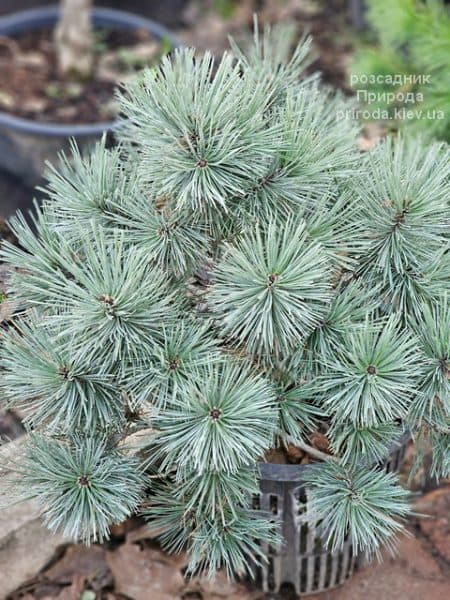 Сосна звичайна Ватерері (Pinus sylvestris Watereri) ФОТО Розсадник рослин Природа (4)