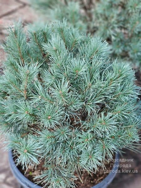 Сосна звичайна Ватерері (Pinus sylvestris Watereri) ФОТО Розсадник рослин Природа (5)