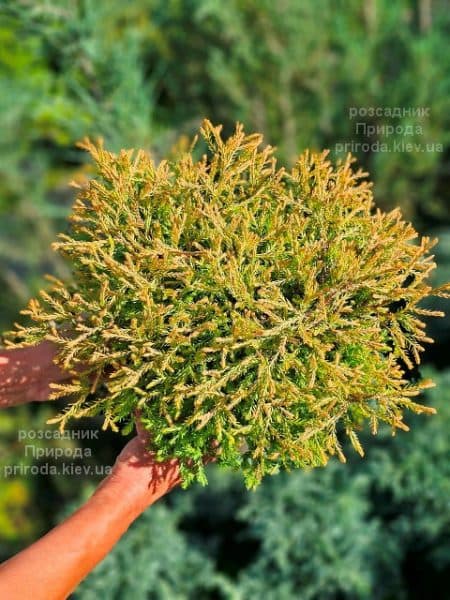 Туя західна Голден Таффет (Thuja occidentalis Golden Tuffet) ФОТО Розсадник рослин Природа (1)