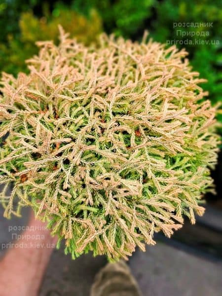 Туя західна Голден Таффет (Thuja occidentalis Golden Tuffet) ФОТО Розсадник рослин Природа (11)