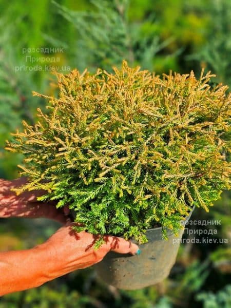 Туя західна Голден Таффет (Thuja occidentalis Golden Tuffet) ФОТО Розсадник рослин Природа (2)
