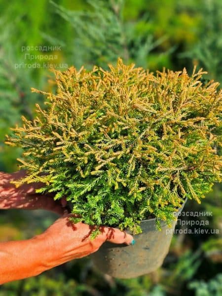 Туя західна Голден Таффет (Thuja occidentalis Golden Tuffet) ФОТО Розсадник рослин Природа