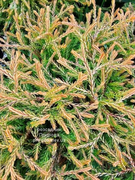 Туя західна Голден Таффет (Thuja occidentalis Golden Tuffet) ФОТО Розсадник рослин Природа (3)