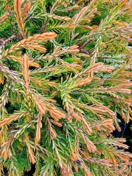 Туя західна Голден Таффет (Thuja occidentalis Golden Tuffet) ФОТО Розсадник рослин Природа (4)