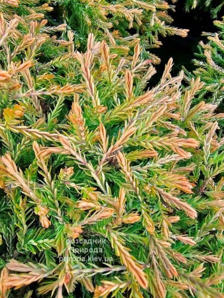 Туя західна Голден Таффет (Thuja occidentalis Golden Tuffet) ФОТО Розсадник рослин Природа (5)