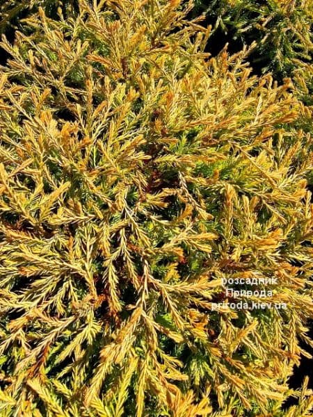 Туя західна Голден Таффет (Thuja occidentalis Golden Tuffet) ФОТО Розсадник рослин Природа (6)