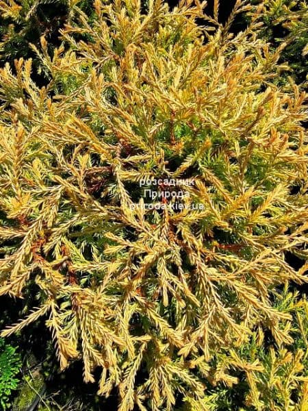 Туя західна Голден Таффет (Thuja occidentalis Golden Tuffet) ФОТО Розсадник рослин Природа (7)