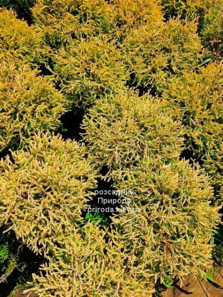 Туя західна Голден Таффет (Thuja occidentalis Golden Tuffet) ФОТО Розсадник рослин Природа (8)