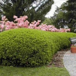 Тис середній Денсіформіс (Taxus media Densiformis) ФОТО Розсадник рослин Природа (1)