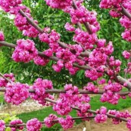 Церцис канадський Пінк Пом Помс (Cercis canadensis Pink Pom Poms) ФОТО Розсадник рослин Природа (3)