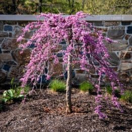 Церцис канадський Травеллер (Cercis canadensis Traveller) ФОТО Розсадник рослин Природа (1)