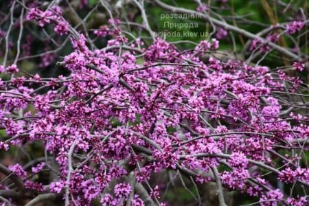 Церцис канадський Травеллер (Cercis canadensis Traveller) ФОТО Розсадник рослин Природа (5)