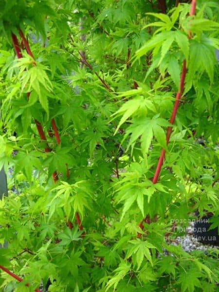 Клен японський Сангокаку (Acer palmatum Sangokaku) ФОТО Розсадник рослин Природа (3)