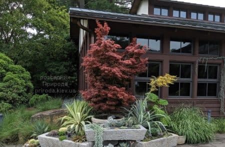 Клен японський Твомблі Ред Сентінел (Acer palmatum Twombly's Red Sentinel) ФОТО Розсадник рослин Природа (1)