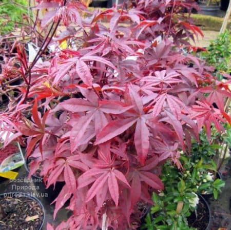 Клен японський Твомблі Ред Сентінел (Acer palmatum Twombly's Red Sentinel) ФОТО Розсадник рослин Природа (2)
