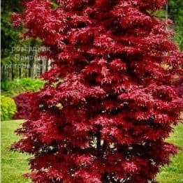 Клен японський Твомблі Ред Сентінел (Acer palmatum Twombly's Red Sentinel) ФОТО Розсадник рослин Природа (3)