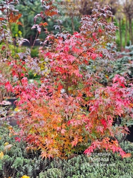 Клен японський Вілсонс Пінк Дварф (Acer palmatum Wilson's Pink Dwarf) ФОТО Розсадник рослин Природа (6)