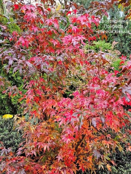 Клен японський Вілсонс Пінк Дварф (Acer palmatum Wilson's Pink Dwarf) ФОТО Розсадник рослин Природа (7)