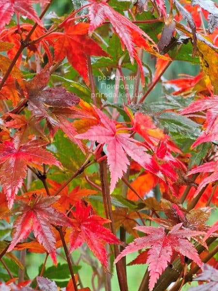 Клен японський Вілсонс Пінк Дварф (Acer palmatum Wilson's Pink Dwarf) ФОТО Розсадник рослин Природа (8)