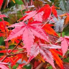 Клен японський Вілсонс Пінк Дварф (Acer palmatum Wilson's Pink Dwarf) ФОТО Розсадник рослин Природа (9)