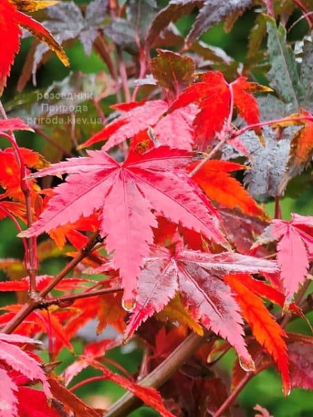 Клен японський Вілсонс Пінк Дварф (Acer palmatum Wilson's Pink Dwarf) ФОТО Розсадник рослин Природа (9)